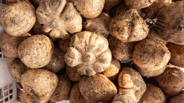 Many jicama in a basket