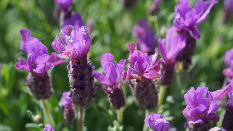 close up of lavender flowers growing on bush
