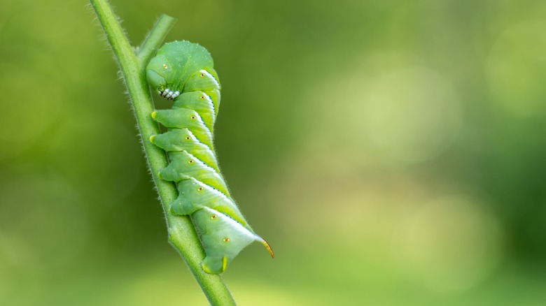 tobacco hornworm crawling on plant