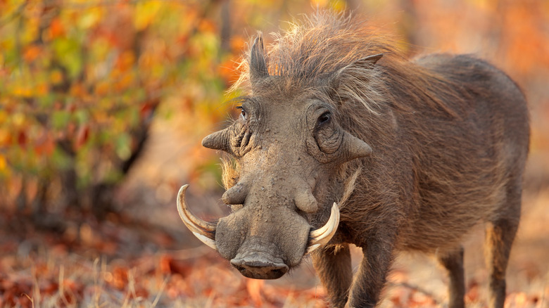 A warthog standing amongst shrubbery