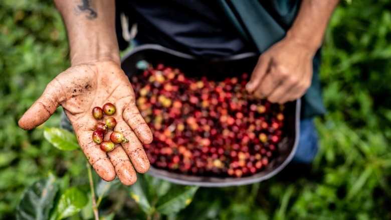 A farmer showing a handful of fresh coffee beans