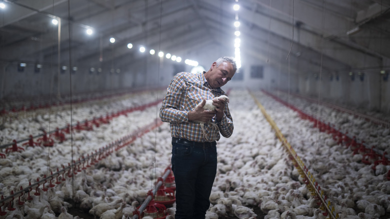 egg farming
